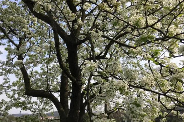 仲春惊蛰花信之棠梨古诗六首:棠梨花开满山白,野花开到白棠梨