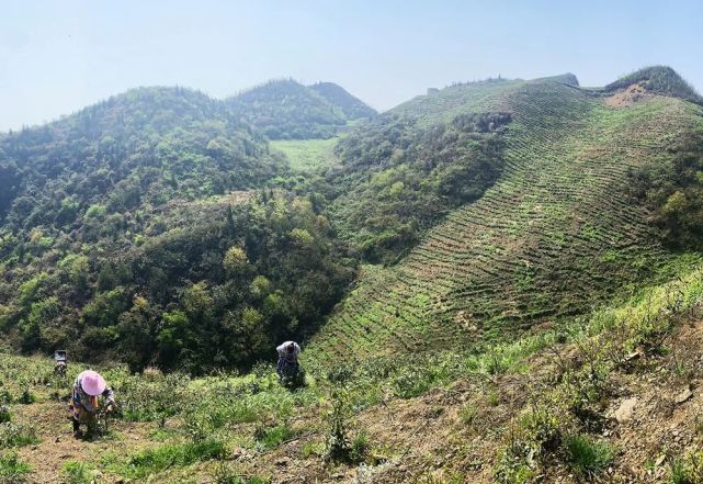 关岭叶叶嫩芽随春至缕缕茶香漫关山