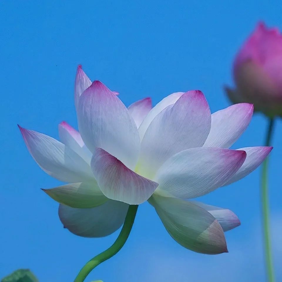 头像▏你想要的荷花头像