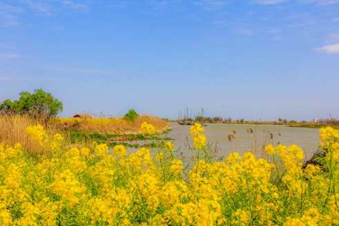 高邮湖上花海即将开园邀您徜徉湖上金毯