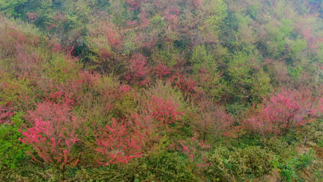 春日游|桂林春日限定,灵川县樱花节来了!