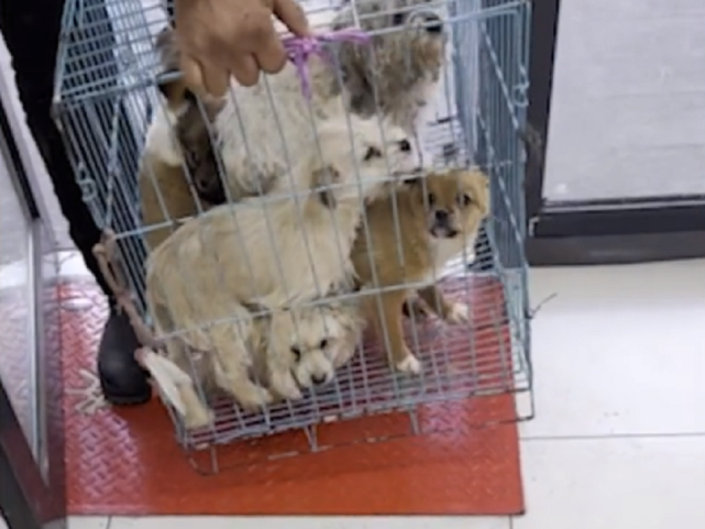 狗贩带一车小奶狗到宠物医院卖,不买就要杀,狗贩:只要是肉就行