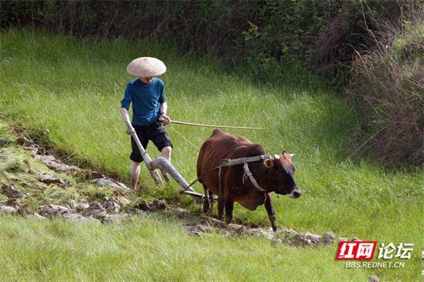 农人用黄牛犁地(供图@老松)农人和他牵着的牛.