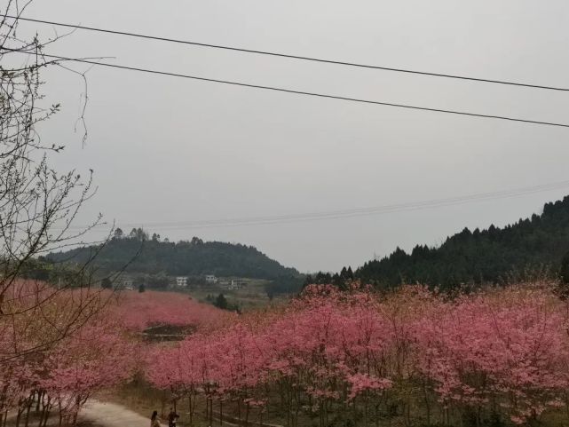 次开花~高坪这个地方也有许多樱花去澜岭江花不少人的第一反应肯定是