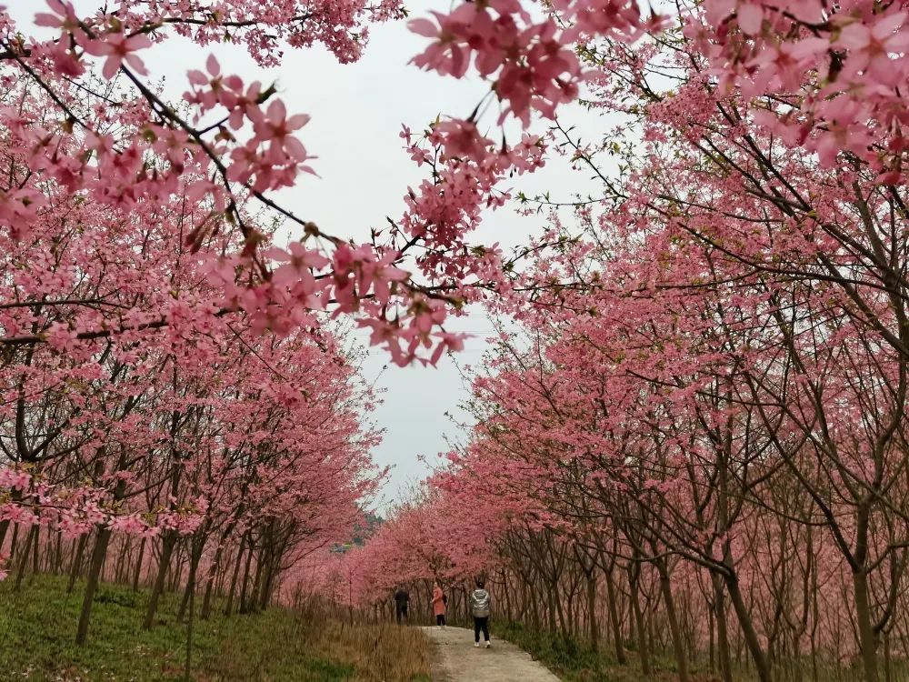 高坪区老君街道图山寺村樱花谷50000余株樱花花开成海01并