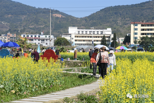 放晴后,朋友圈好友都在鸿尾村这片花海里