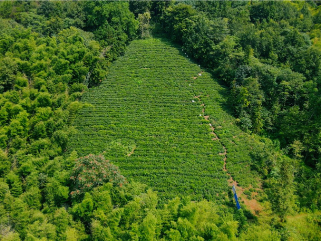 小茶园·才懂茶,在这片龙池香尖的原生态茶园里,有你不知道的小秘密