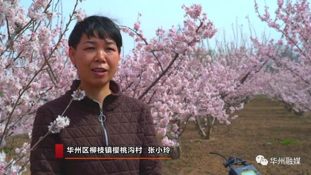【乡村振兴在路上】华州区柳枝镇樱桃沟村:樱桃花开俏争春 堆云叠雪