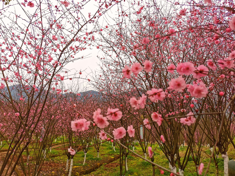 阳光正好周末出发请收好这份垫江2022年春季赏花攻略