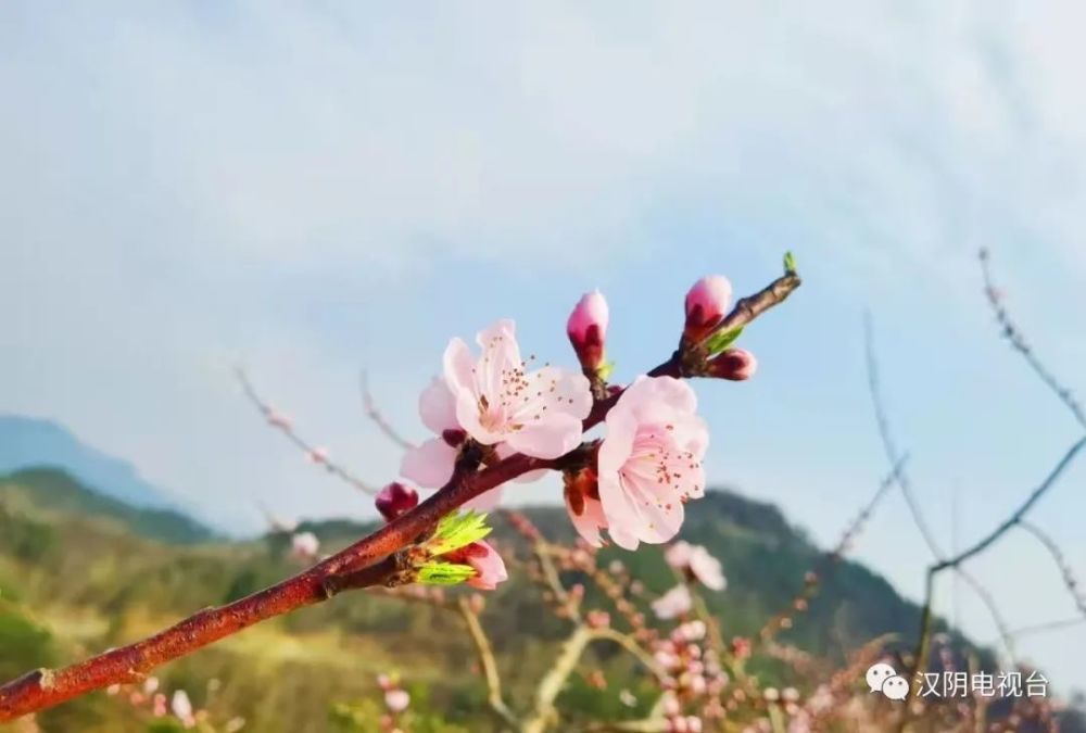 春来汉阴去赏花盘龙桃花别样红