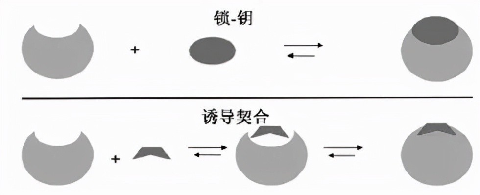 2"诱导契合"学说人教版高中生物学教材必修1"降低化学反应活化能的酶"