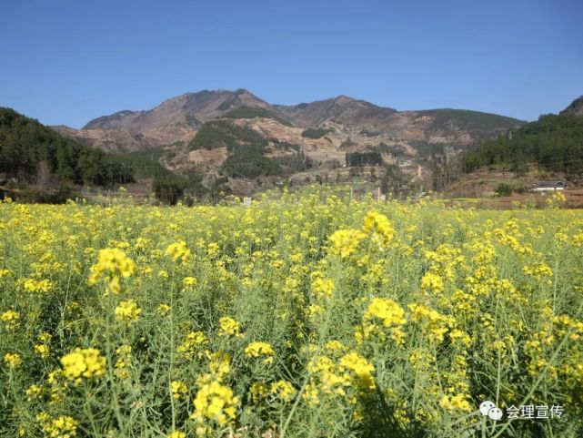 仲春时节,会理市益门镇龙泉村田头路边竞相开放的油菜花,在阳光下随风