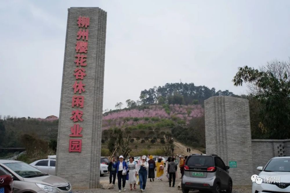 满屏粉色赶紧去柳州的樱花谷错过要再等一年