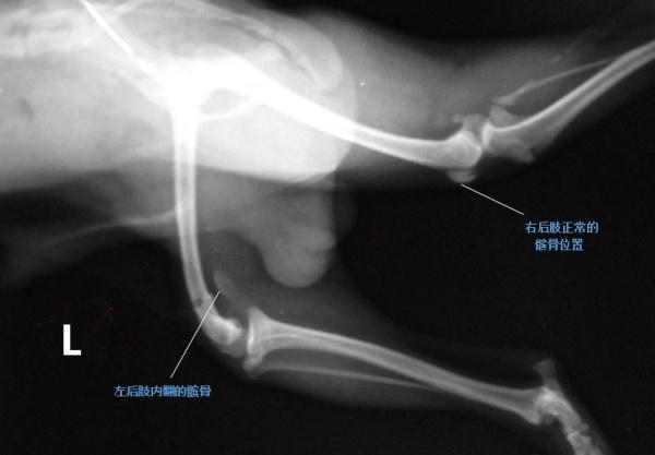 其实,这是狗狗髌骨脱位的症状过去摸它的腿,它反而叫得更惨了有铲屎官