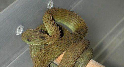 世界上最毒的蛇世界上最大的蟒蛇