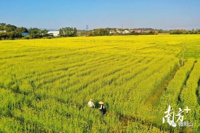 早春三月,飞来峡油菜花已盛开多时三,清城·飞来峡油菜花海票价:湟川