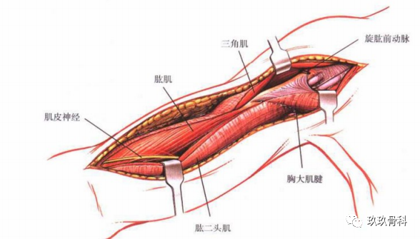 图文详解|肱骨前侧入路