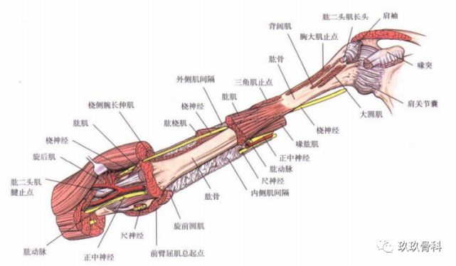 已切除,显示肱骨的远端和桡神经穿外侧肌间隔进入前骨筋膜室的途径