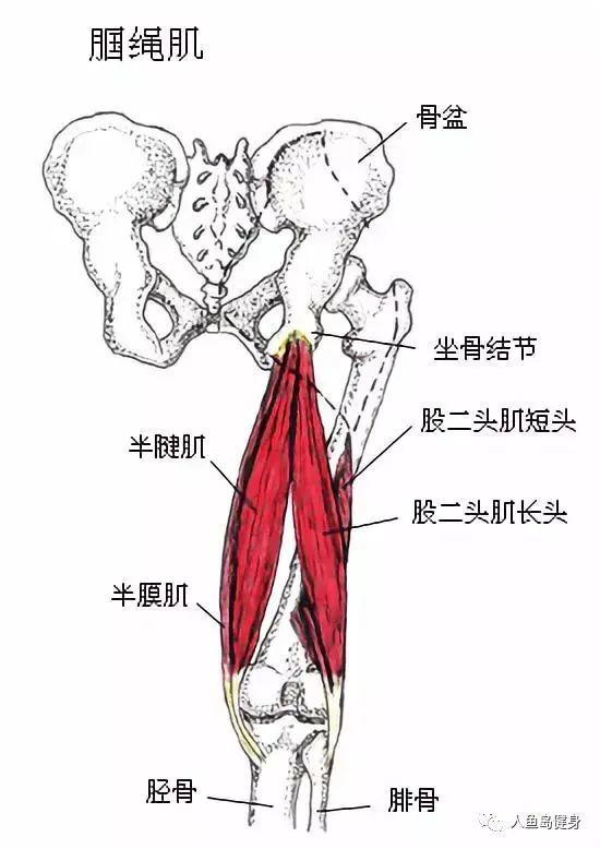 大腿的后侧有股二头肌,半腱肌,半膜肌组成,这些肌肉多起自坐骨结节