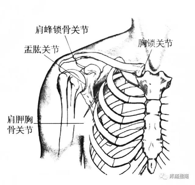 完整的肩关节运动主要由四个关节完成,即盂肱关节,肩锁关节,胸锁关节