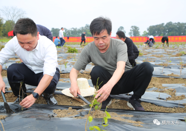 横州市:栽花植树修水利,兴产助农促振兴