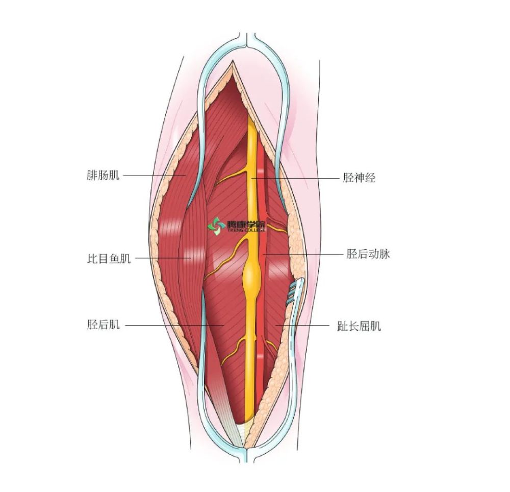 胫神经解剖及临床检查