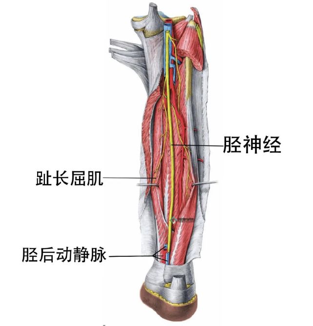 胫后神经在小腿的较近端发出分支支配趾长屈肌和长屈肌.