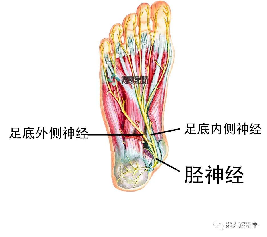 足底外侧神经行向足弓深部,支配部分足内肌以及足底外侧部分的感觉.