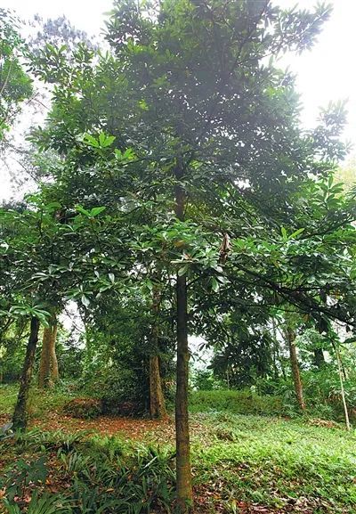 上了一层油蜡在光的照耀下蹭蹭发亮它便是——油丹我国油丹属树种虽多