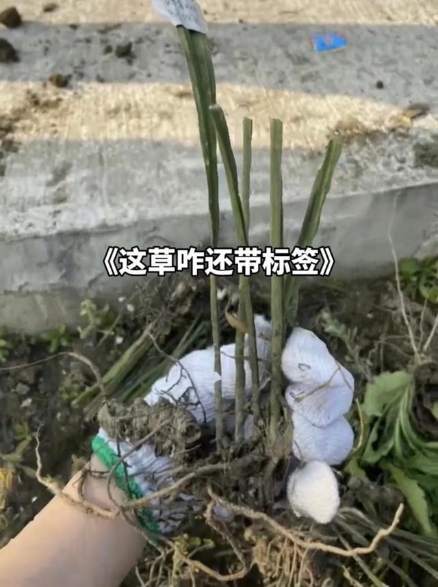 四川一医学院组织学生拔草,女生拔带标签药草,发视频