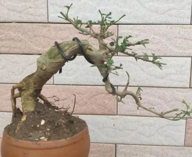 二级保护树种盆景好材料"对节白蜡"."4个步骤"养老桩成盆景