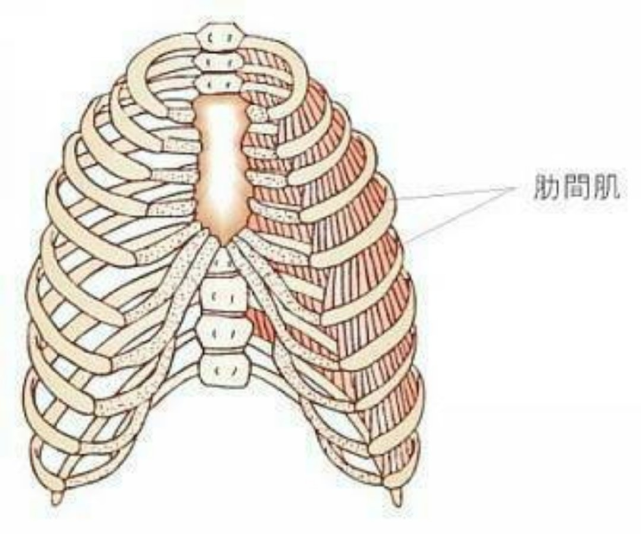 最容易被忽视的肌肉肋间肌这些体式助你有效拉伸