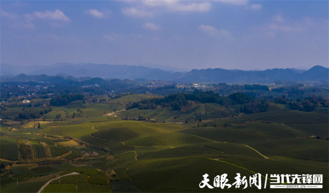 3月11日中午,贵州省湄潭县复兴镇随阳山村八角山景区春和景明,5辆旅游