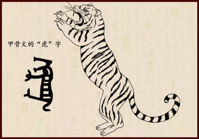 虎年说虎甲骨文如何展现老虎的凶猛虎字的造字由来和演化