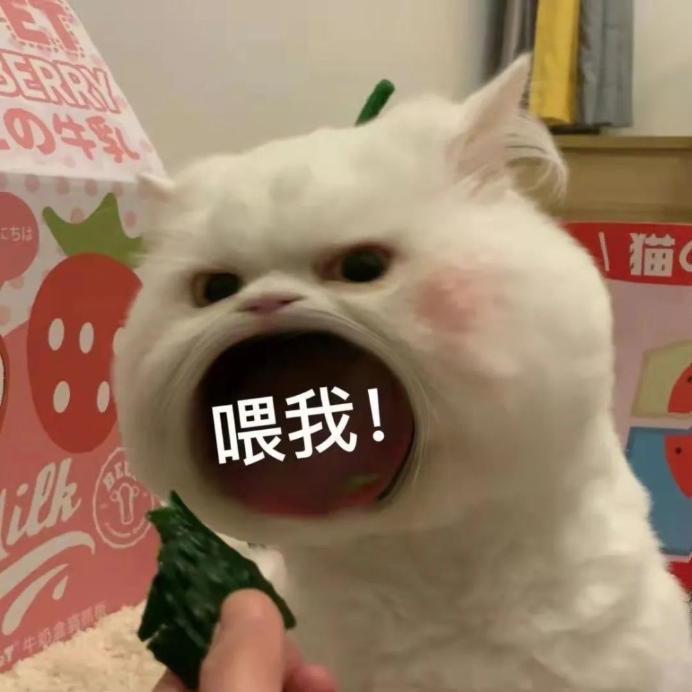 猫咪张大嘴表情包