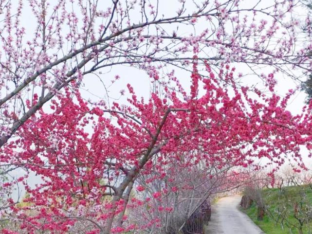 黄猫垭上桃花开的正艳道家养生文化线路:白鹭湖—龙门寺—红军渡·西