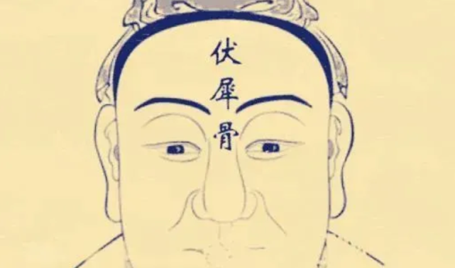巨鳌骨则是伏犀骨的延伸,在两耳后侧隆起,是连接头脑的骨头.