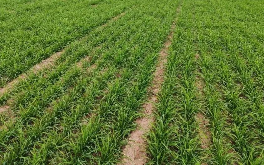 小麦返青拔节期主要病虫发生趋势及防治建议