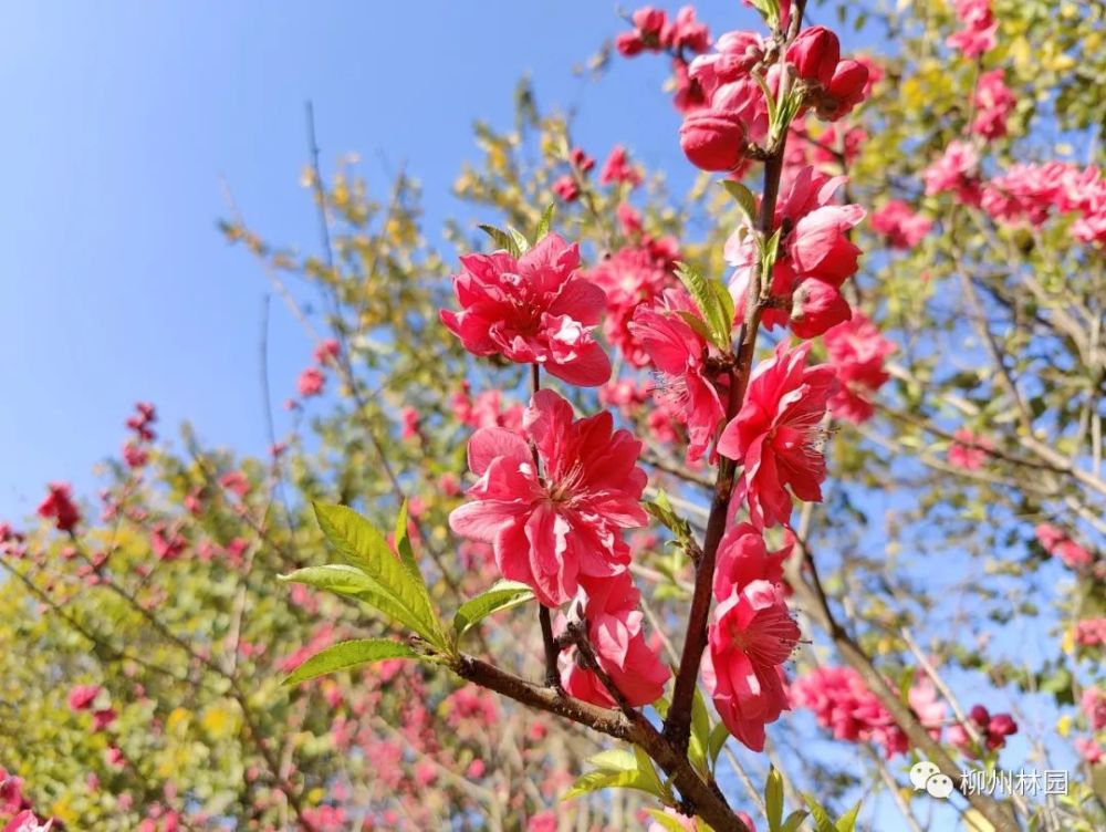 刷屏朋友圈柳州多片花海已进入盛花期都在市区