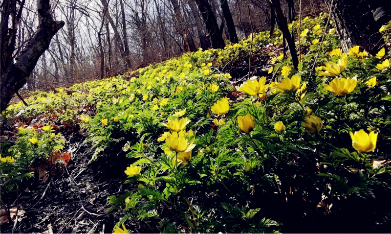 惊蛰系列侧金盏花是北京早春开花最早的野花吗