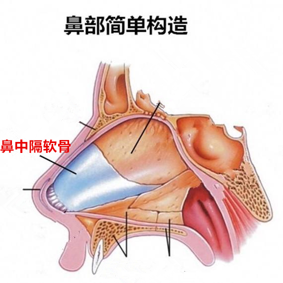 三甲医院医生建议:东方人的鼻中隔软骨尽量不要动