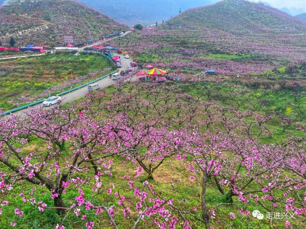 太美了顶效桃花谷万亩桃花已盛开快来赏花啦