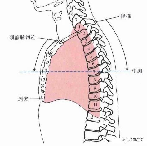 13,胸7椎体:平胸骨体中点,肩胛下角;位于颈静脉切迹下8-10cm,或颈静脉