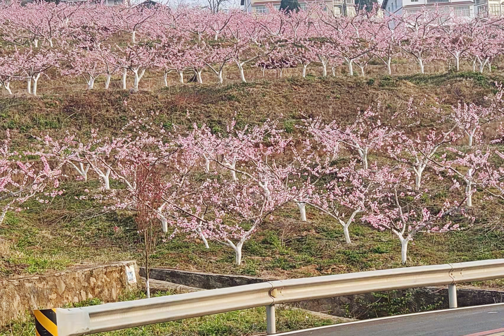 昭化朝阳桃博园桃花节17日盛大开幕漫山桃花待你来赏