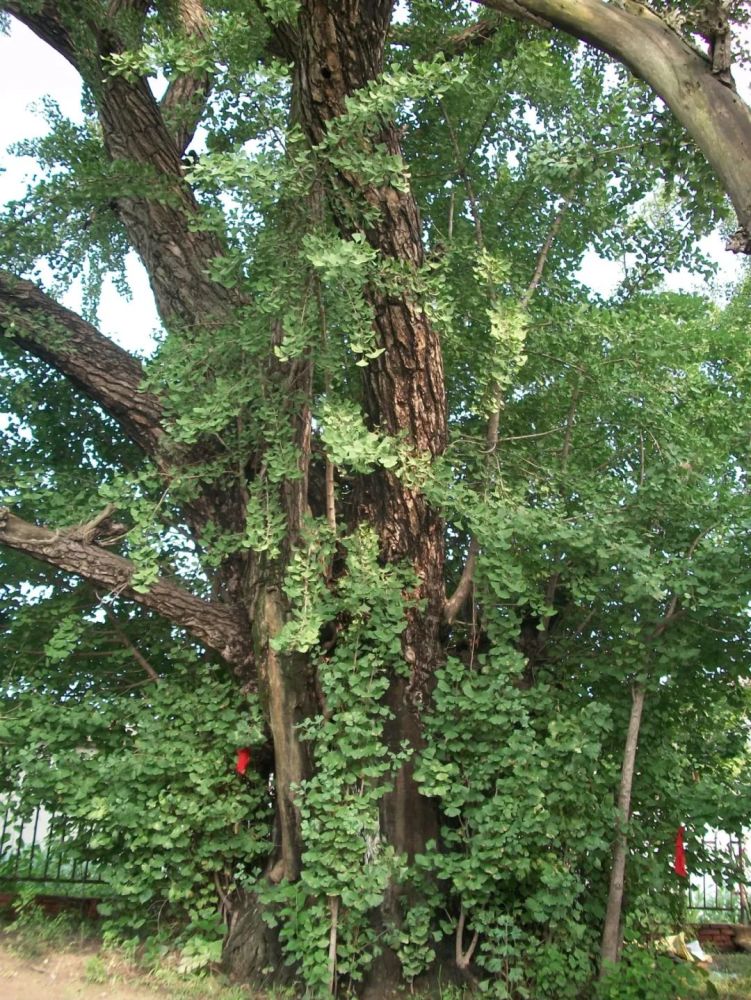 怀远有树木与村镇地名