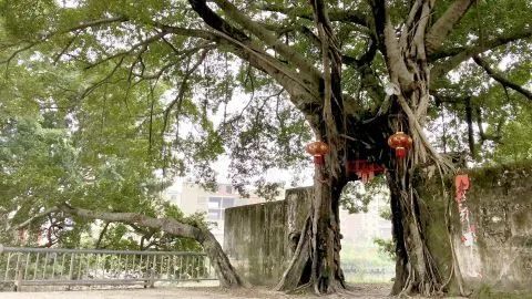 潮汕农村,前榕后竹,有种"神树",必定也有种竹子,美其名曰:胸有成竹.