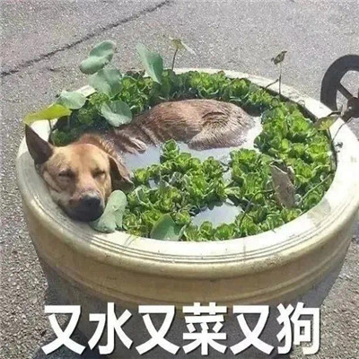 很火的摆烂表情包大全