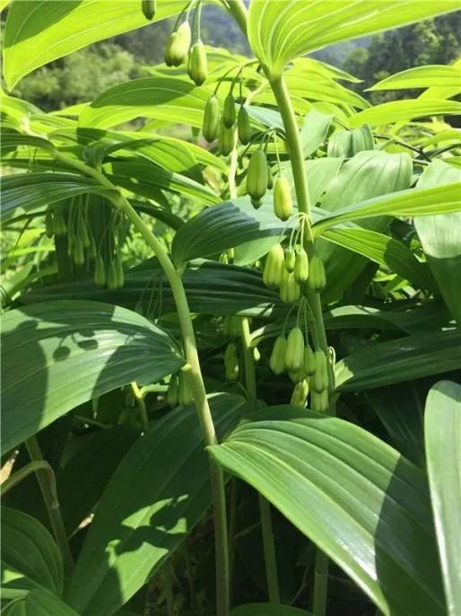 豆芽星推|遗落凡间仙人粮——天台黄精