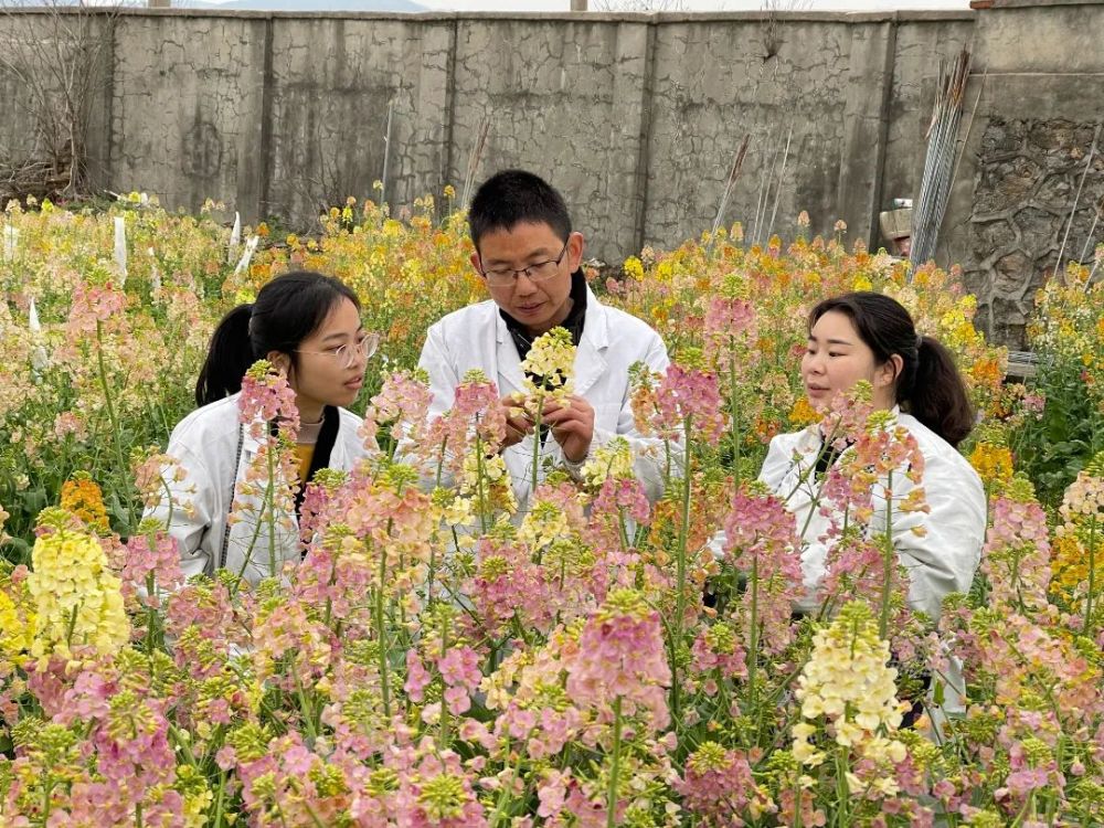 又添11色江农er陪你看56色油菜花
