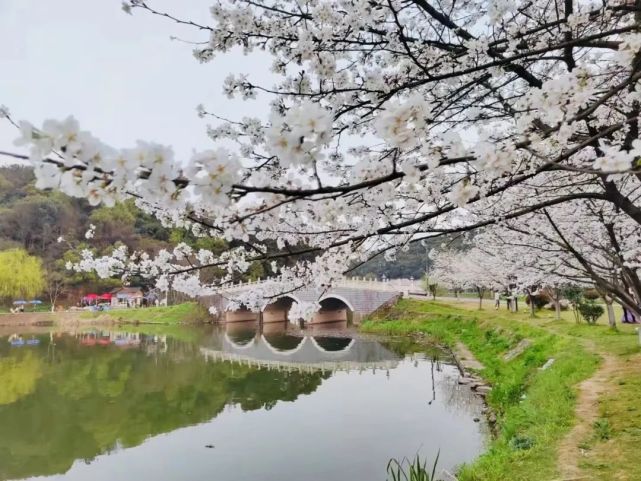 团城山公园樱花进入颜值巅峰!